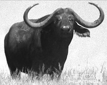 measuring-buffalo-11.jpg