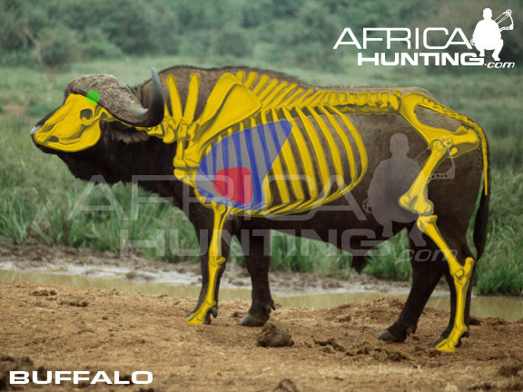 Buffalo | AfricaHunting.com