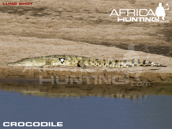 crocodile_perfect_shot_bow.jpg