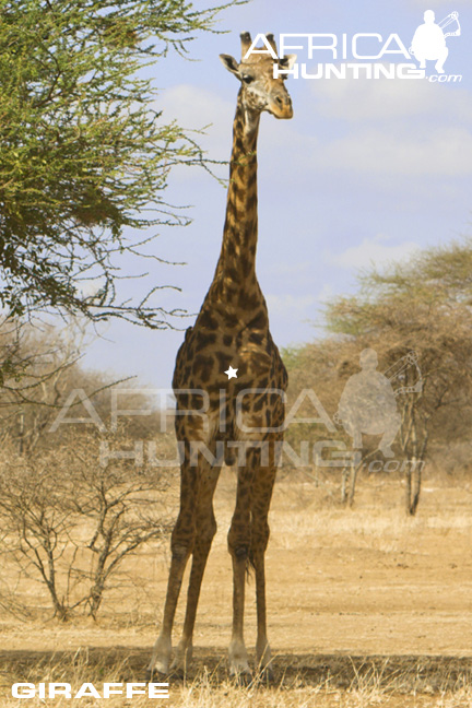 giraffe_shot_placement_bow_2.jpg