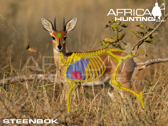 steenbok_shot_placement_bow.jpg