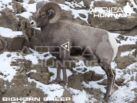 bighorn-sheep-bowhunting-vitals.jpg