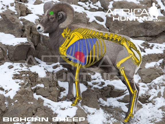 bighorn-sheep-vitals-bowhunting.jpg