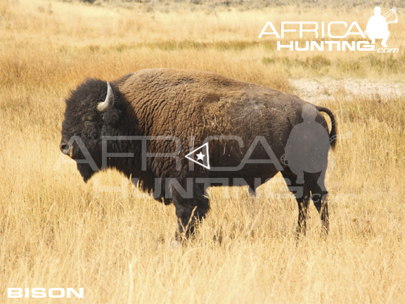 bison-bowhunting-vitals.jpg