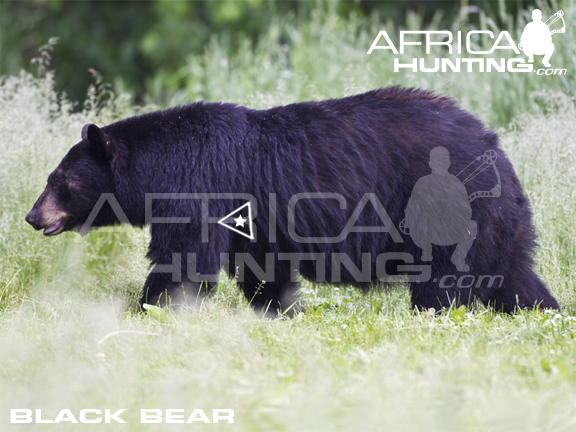 black-bear-bowhunting-vitals.jpg