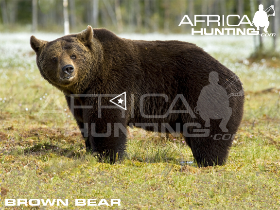 brown-bear-bowhunting-vitals.jpg