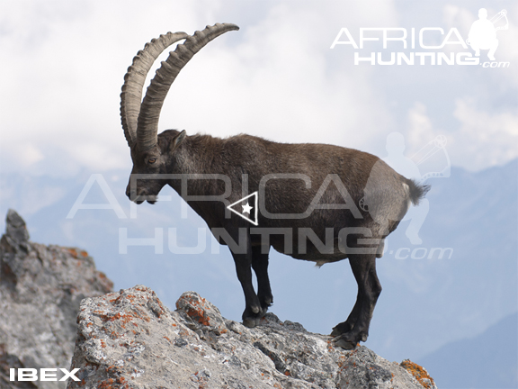 ibex-bowhunting-vitals.jpg