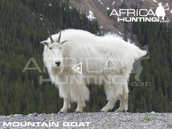 mountain-goat-bowhunting-vitals.jpg