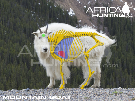 mountain-goat-vitals-bowhunting.jpg