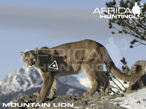 mountain-lion-bowhunting-vitals.jpg