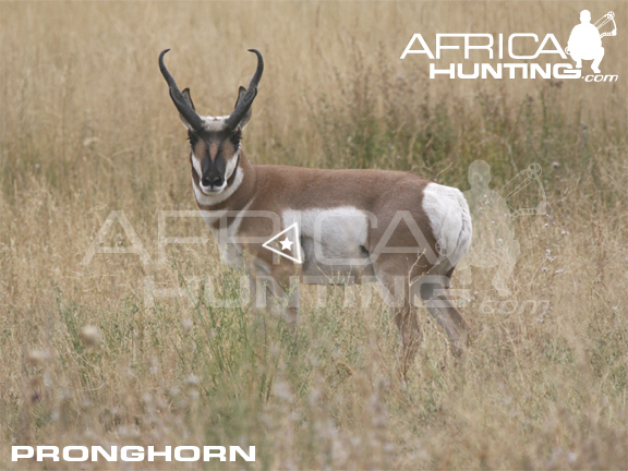 pronghorn-bowhunting-vitals.jpg