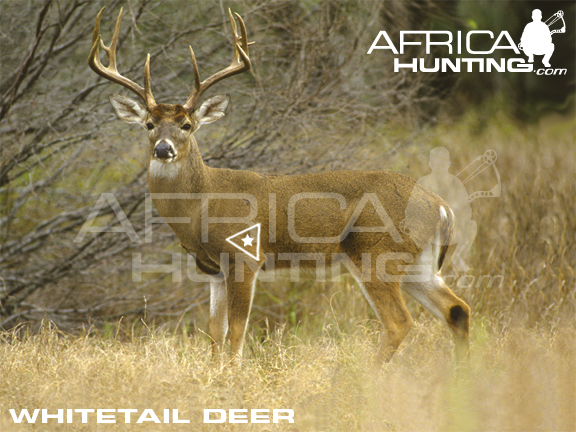 whitetail-deer-bowhunting-vitals.jpg