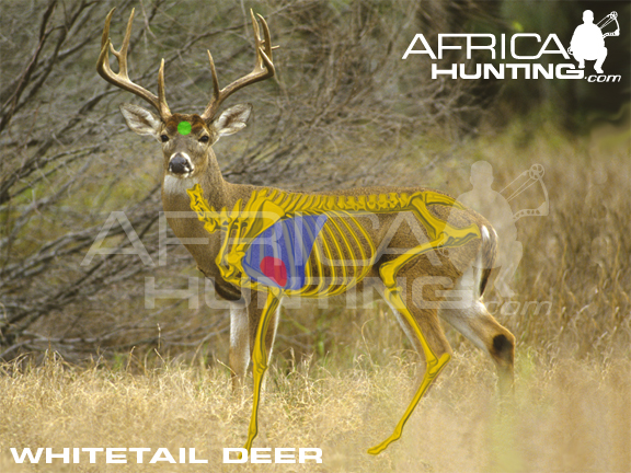 whitetail-deer-vitals-bowhunting.jpg