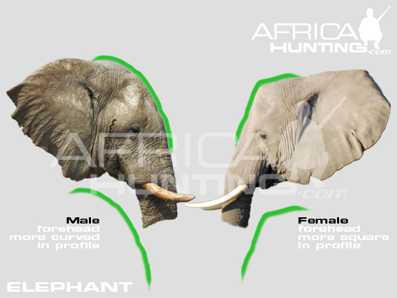 elephant-male-female.jpg