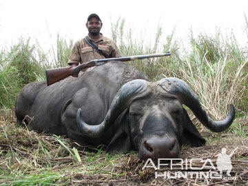 Buffalo | AfricaHunting.com