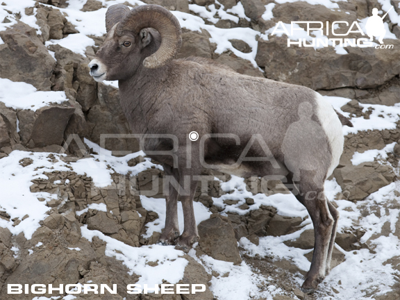 bighorn-sheep-hunting-vitals.jpg