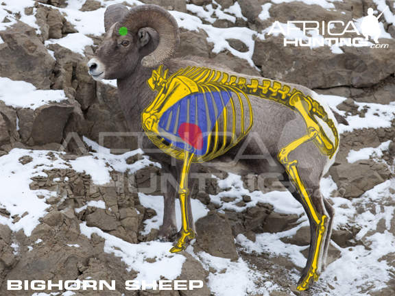 HUNTING Bighorn Sheep | AfricaHunting.com