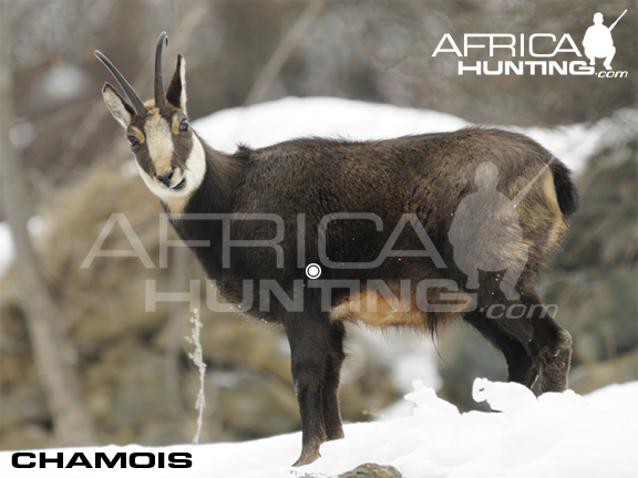 chamois-hunting-vitals.jpg