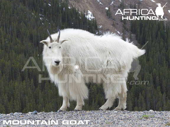 mountain-goat-hunting-vitals.jpg