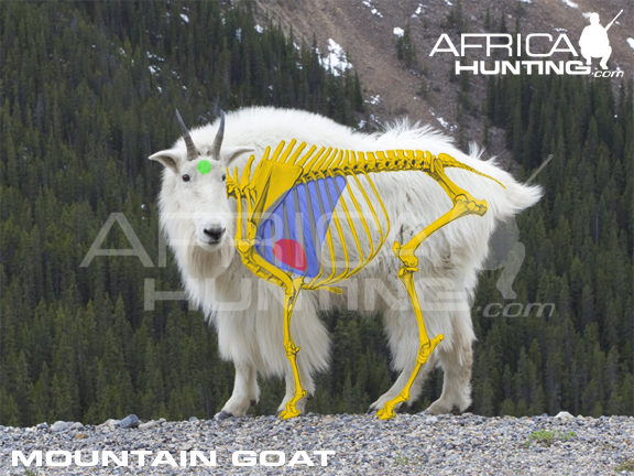 mountain-goat-vitals-hunting.jpg