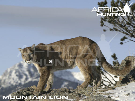 mountain-lion-hunting-vitals.jpg