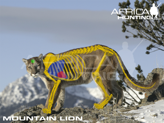 mountain-lion-vitals-hunting.jpg