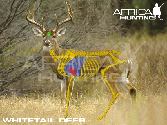 Deer Vitals Chart