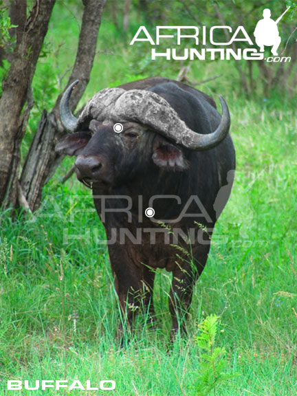 Åre kontrollere ekspedition HUNTING Buffalo | AfricaHunting.com