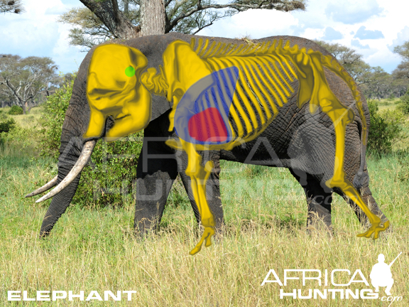 elephant_shot_placement.jpg