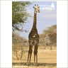 giraffe_shot_placement_2_s.jpg