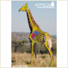 giraffe_shot_placement_s.jpg