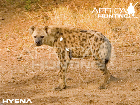 hyena_perfect_shot.jpg