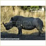 rhinoceros_perfect_shot_s.jpg