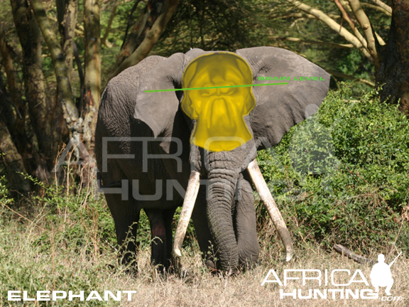 shot_placement_elephant.jpg