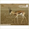 springbok_perfect_shot_s.jpg