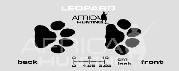 leopard-tracks.jpg