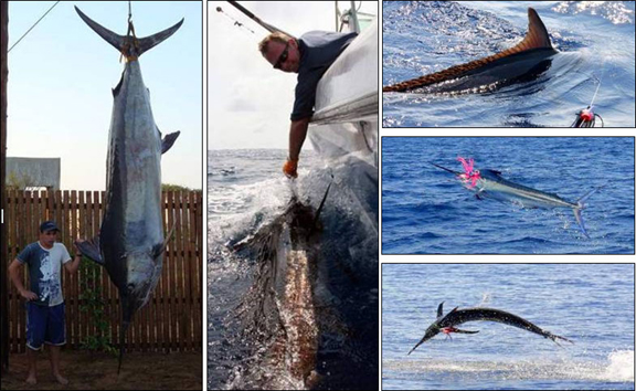 marlin-fishing-02.jpg