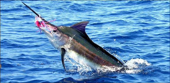 marlin-fishing-04.jpg