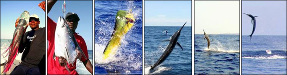 marlin-fishing-06.jpg