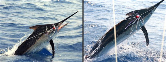 marlin-fishing-07.jpg