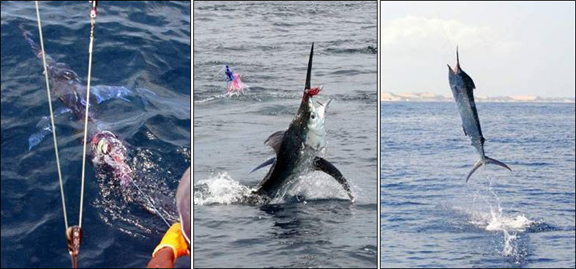 marlin-fishing-09.jpg