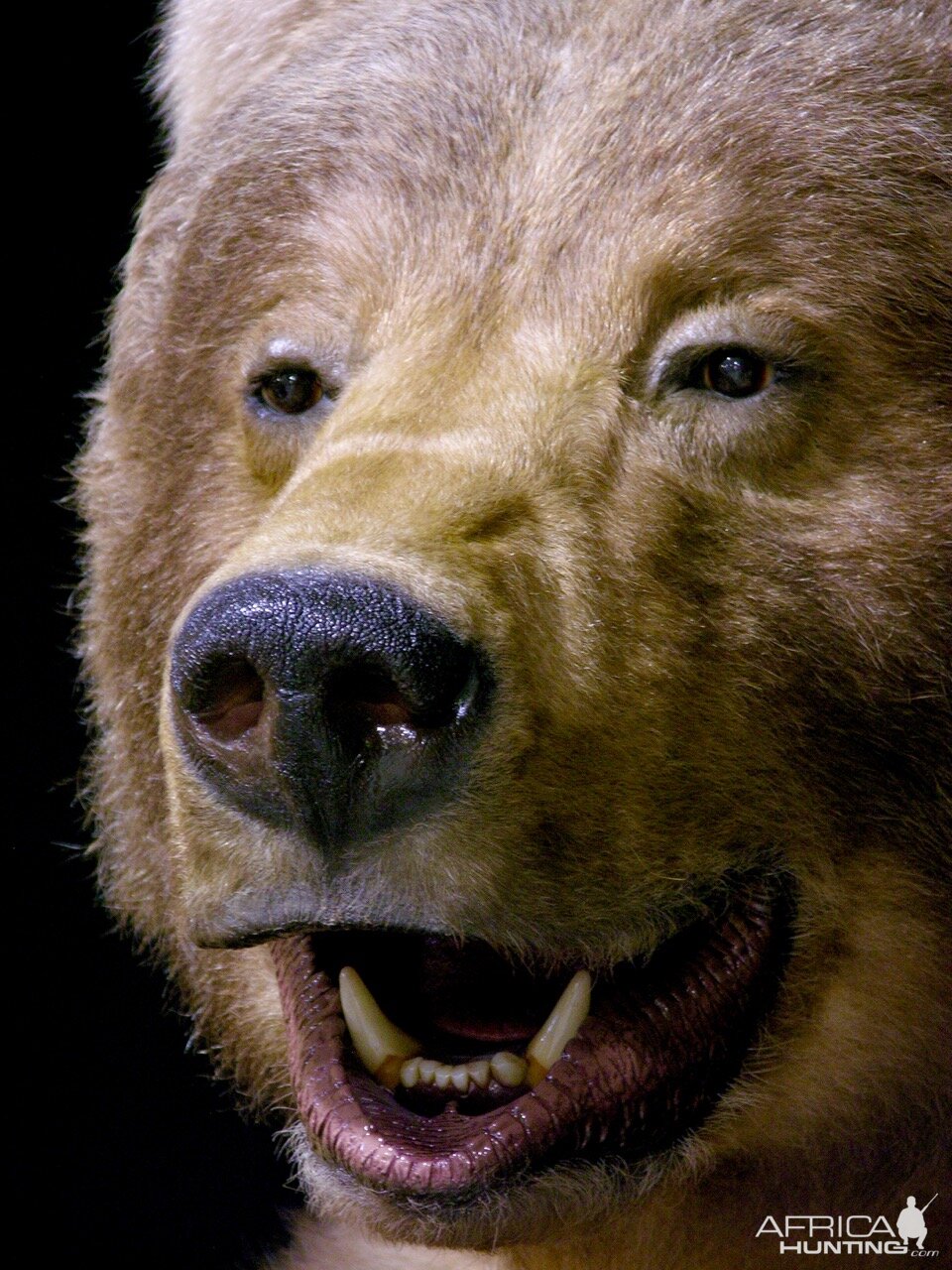 10' Brown Bear Full Mount Taxidermy