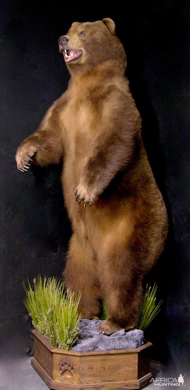 10 Foot Brown Bear Full Mount Taxidermy
