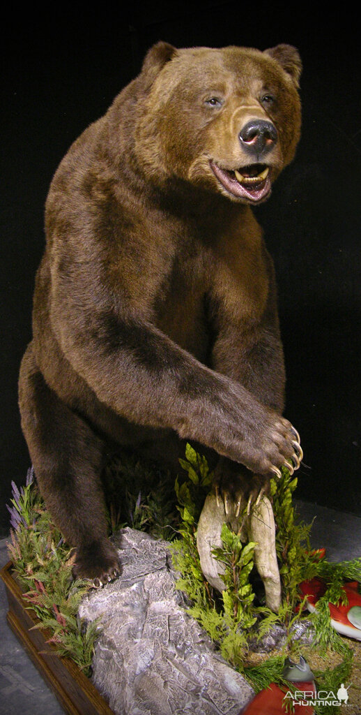 10 Footer Brown Bear Full Mount Taxidermy