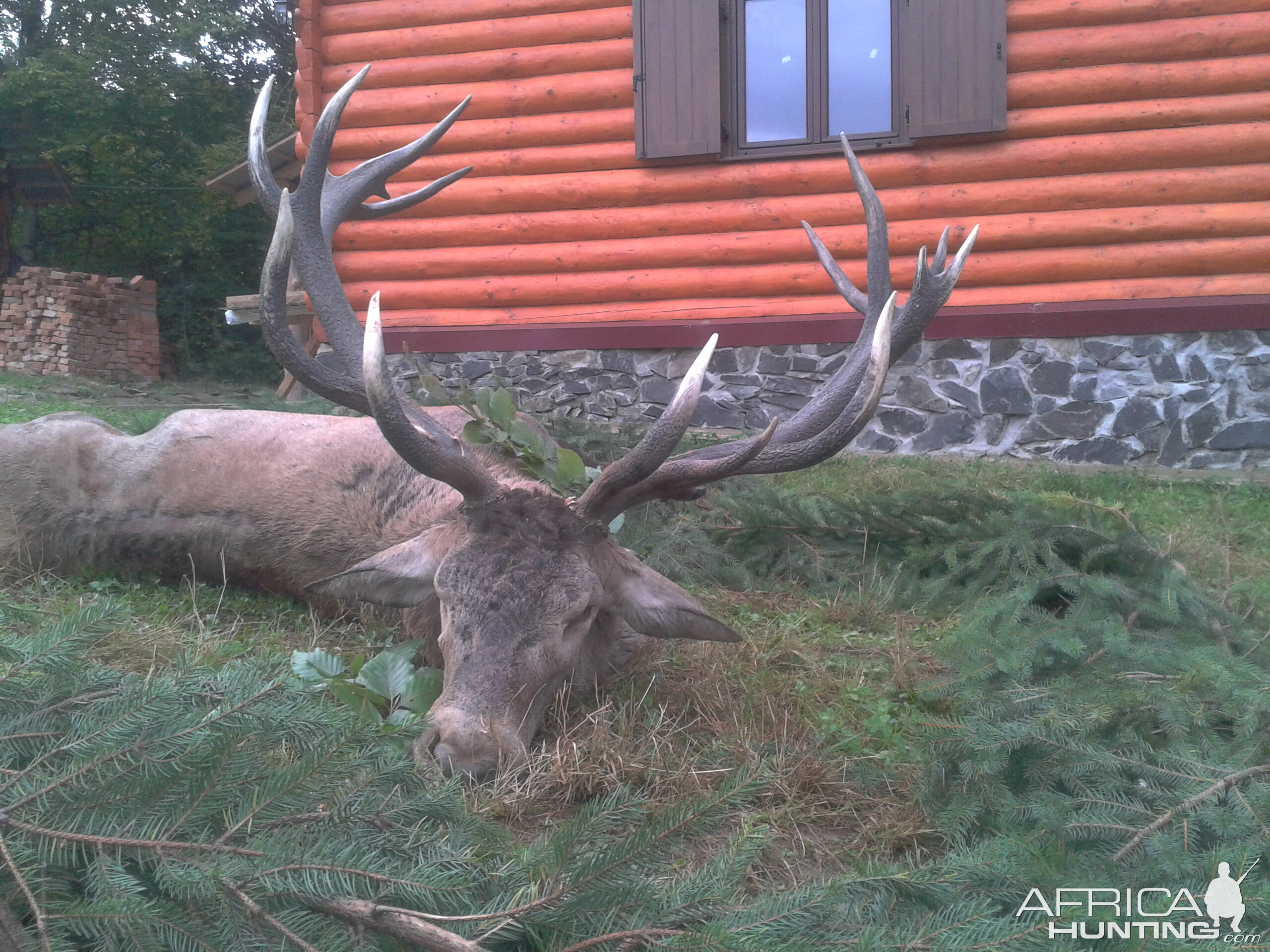 11 kg red stag