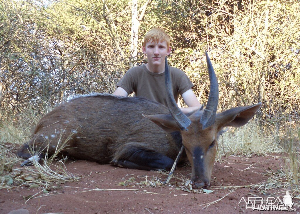 13'' bushbuck