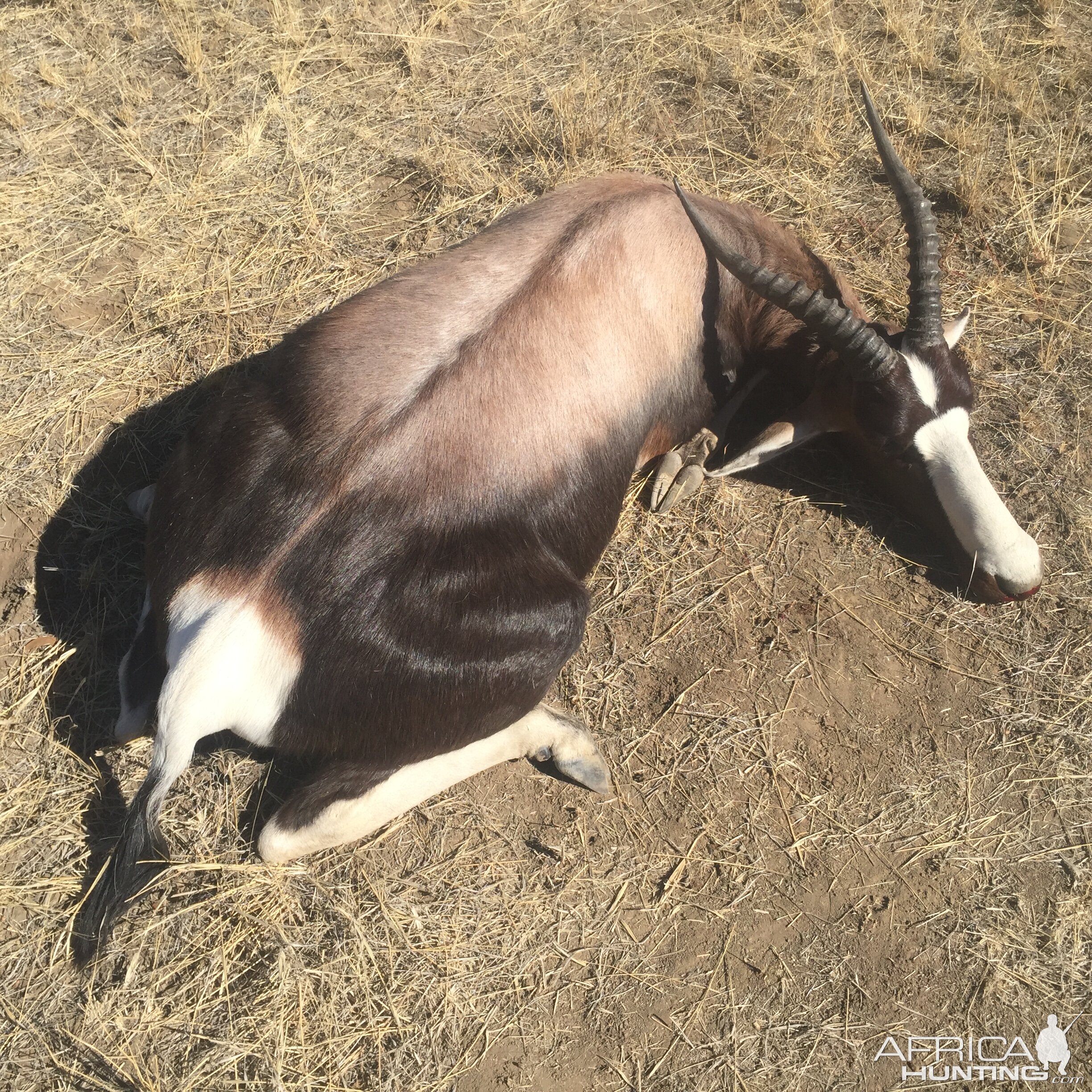 14-5/8” Inch Bontebok in South Africa