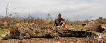 14,5ft Crocodile