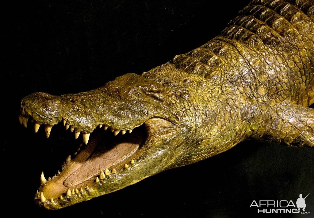14 Foot Crocodile Suspended Full Wall Mount Taxidermy