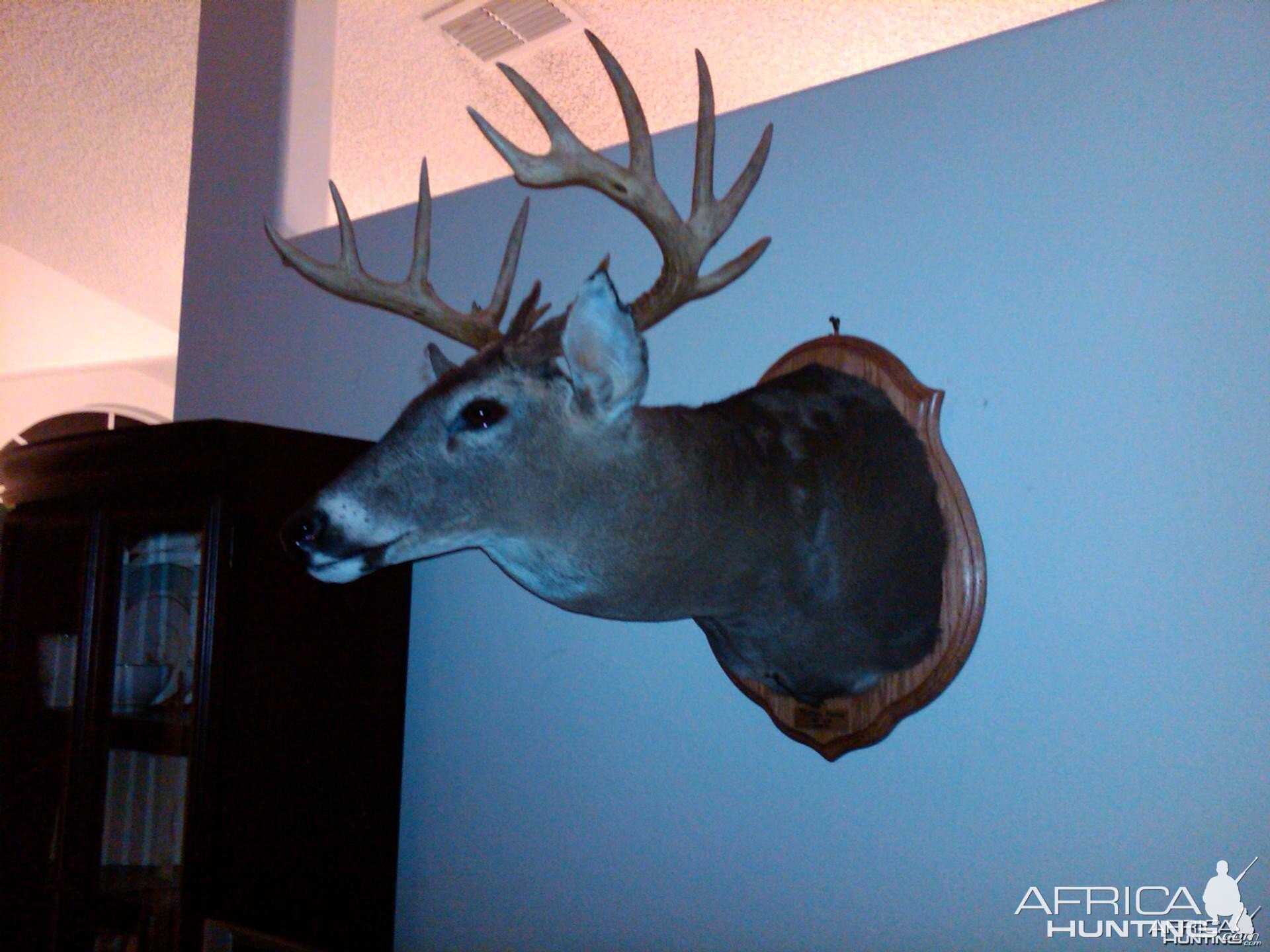 14 Point Whitetail hunted in Georgia